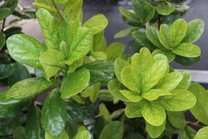 Evergreen Plants Chch Canterbury: Pennantia baylisiana