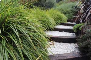 Lomandra Lime Tuff
