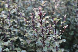 Pittosporum tenuifolium Silver Sheen