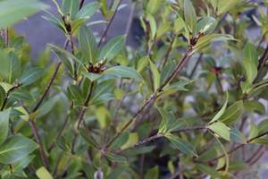 Hedging Chch Canterbury: Pittosporum cornifolium