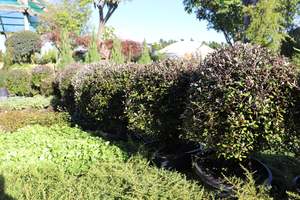 Corokia Silver Ghost