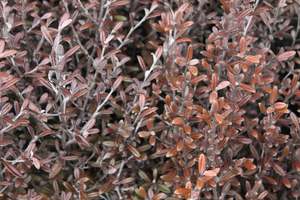 Hedging Chch Canterbury: Corokia Frosted Chocolate