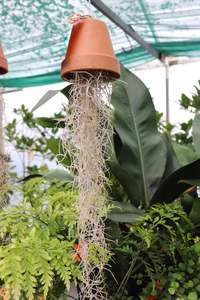 Tillandsia species