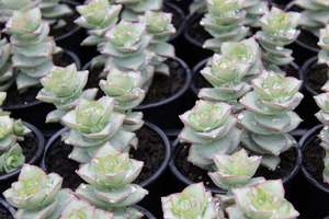 House Plants Chch Canterbury: Crassula perforata