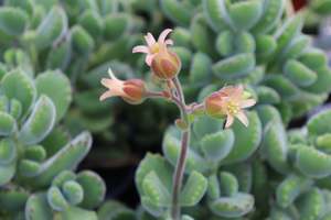 House Plants Chch Canterbury: Cotyledon ladismithiensis