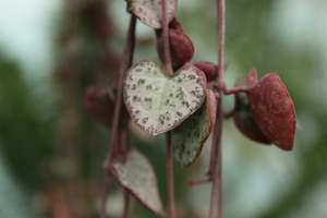 House Plants Chch Canterbury: Ceropegia woodii