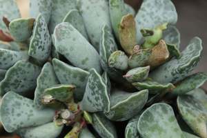 House Plants Chch Canterbury: Adromischus cooperi