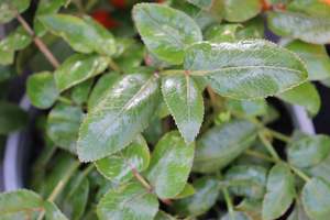 Nz Native Chch Canterbury: Scandia rosifolia