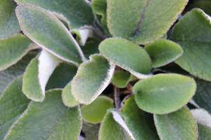 Nz Native Chch Canterbury: brachyglottis lagopus