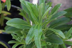Brachyglottis huntii
