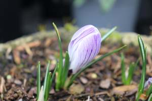 Perennials Bulbs Chch Canterbury: Crocus Pickwick