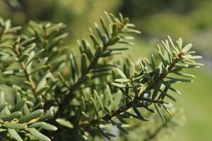 Pleaching Topiary Chch Canterbury: Podocarpus totara Matapouri Blue