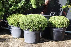 Podocarpus nivalis Ball