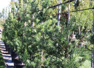 Pleaching Topiary Chch Canterbury: Podocarpus Maki