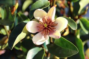 Michelia Cleopatra