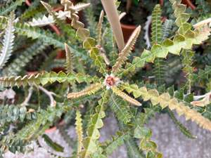 Shrubs Chch Canterbury: Banksia Speciosa
