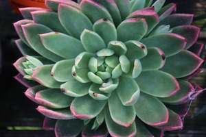 Echeveria Water Lily