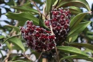 Climbers Chch Canterbury: Hoya pubicalyx