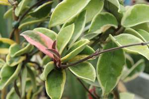 Climbers Chch Canterbury: Hoya Krimson Queen