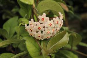Hoya carnosa