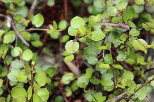 Muehlenbeckia complexa Poor Knights