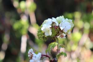 Viburnum Opulus sterile