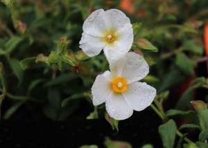 Cistus Snowmound