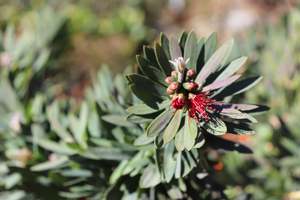 Callistemon Little John
