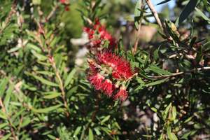 Callistemon Red Clusters