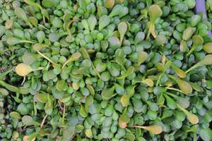 Evergreen Plants Chch Canterbury: Sellieria rotundifolia