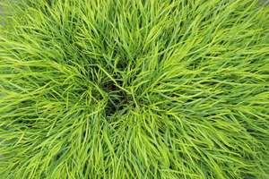 Acacia cognata Limelight