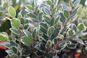 Evergreen Plants Chch Canterbury: Metrosideros kermadecensis Variegata