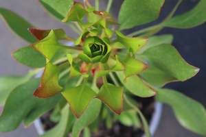Evergreen Plants Chch Canterbury: Protea Cynaroides