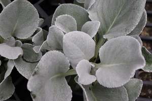 Senecio Angel Wings