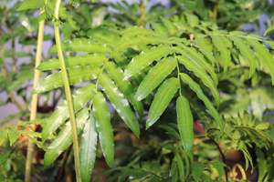 Evergreen Plants Chch Canterbury: Ptisana salicina
