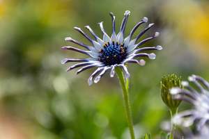 Osteospermum Nasinga White