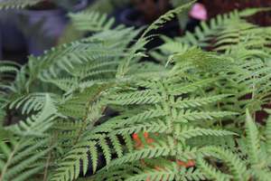 Evergreen Plants Chch Canterbury: Dicksonia Antarctica