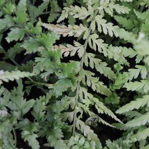 Ferns Chch Canterbury: Asplenium lamprophyllum x  bulbiferum