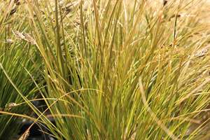 Grasses Chch Canterbury: Carex testacea