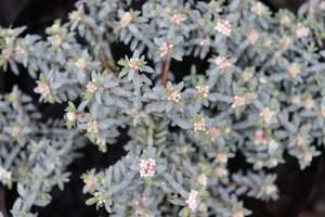 Groundcover Chch Canterbury: Pimelea prostrata glauca