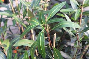 Pseudopanax Sabre