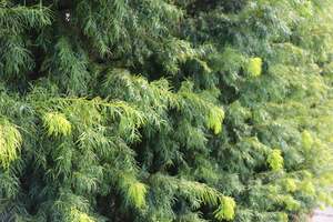 Podocarpus gracilior