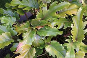 House Plants Chch Canterbury: Philodendron Xanadu
