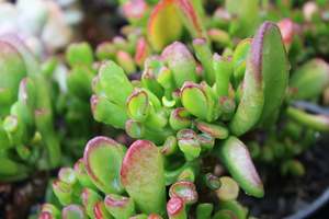 House Plants Chch Canterbury: Crassula Gollum