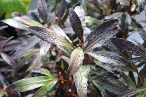 Nz Native Chch Canterbury: Pseudopanax lessonii Moa's Toe