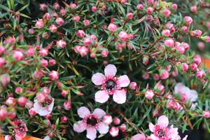 Nz Native Chch Canterbury: Leptospermum nanum Huia