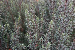 Nz Native Chch Canterbury: Leptospermum Wiri Joan