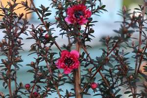 Leptospermum Wiri Kerry