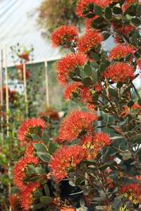 Metrosideros Rustic Beauty