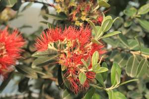 Nz Native Chch Canterbury: Metrosideros excelsa Fire Mountain